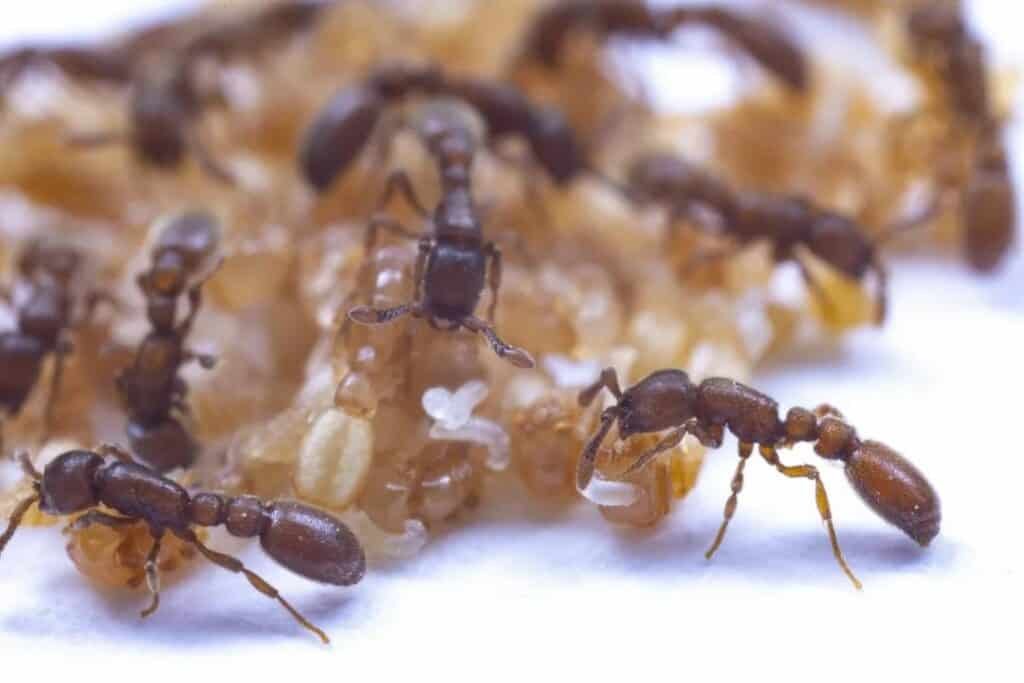 get 10 1 1 Ant pupae secrete fluid to feed ant larvae