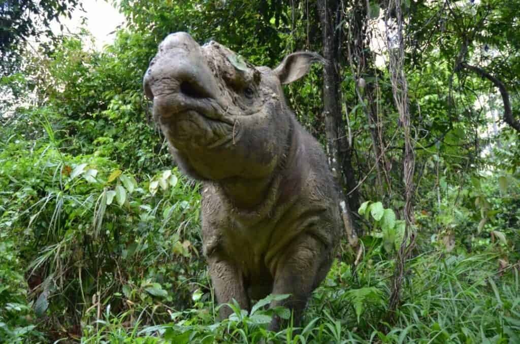 get 13 3 Mini-brain" grown from Sumatran rhinoceros skin