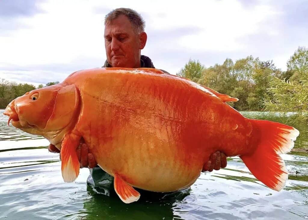 get 18 3 British man catches 30kg of giant koi