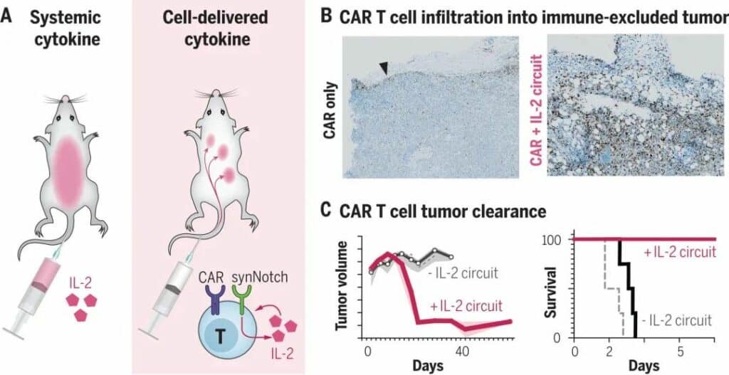 get 7 1 3 Modified T cells effectively treat pancreatic cancer in mice